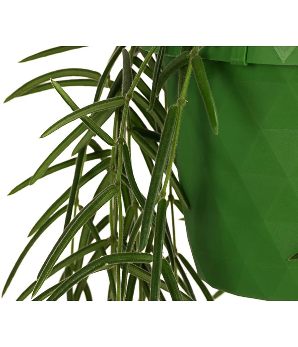 Wachsblume - Hoya Linearis, Ampel 5 Wachsblume - Hoya Linearis, Ampel – Bild 3