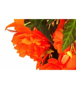 Hängebegonie 'Belina®', Ampel 9 Hängebegonie 'Belina®', Ampel -Gartenbedarfsgeschäft 8602310 WE DE 001 HaengebegonieBelinaAmpelT27