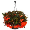 Hängebegonie 'Belina®', Ampel -Gartenbedarfsgeschäft 8602310 WE FS 001 HaengebegonieBelinaAmpelT27