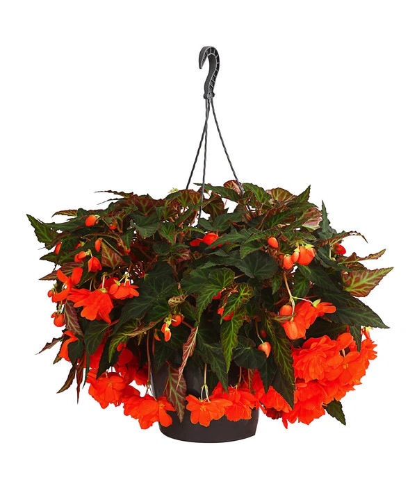 Hängebegonie 'Belina®', Ampel 3 Hängebegonie 'Belina®', Ampel
