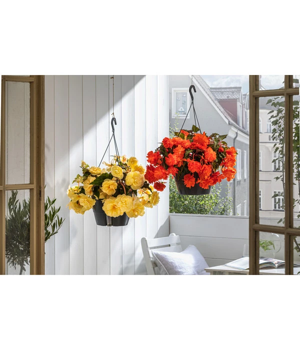 Hängebegonie 'Belina®', Ampel 4 Hängebegonie 'Belina®', Ampel – Bild 2