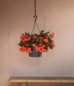 Hängebegonie 'Belina®', Ampel 8 Hängebegonie 'Belina®', Ampel -Gartenbedarfsgeschäft 8602310 WE MO 002 HaengebegonieBelinaAmpel