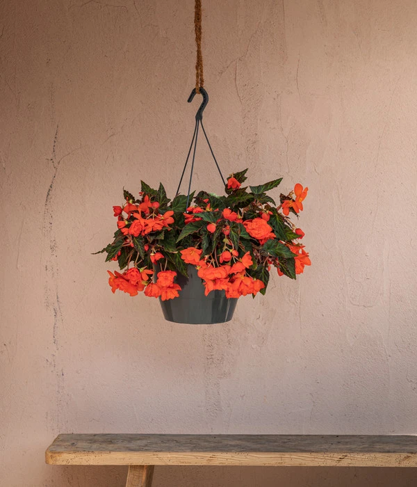 Hängebegonie 'Belina®', Ampel 5 Hängebegonie 'Belina®', Ampel – Bild 3