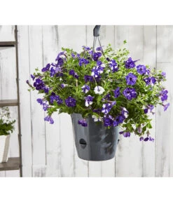 Hängepetunie 'Night Sky' -Gartenbedarfsgeschäft 8604878 8816506 PR MO 003 HaengePetunienightskyBL18Sauer