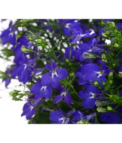 Männertreu, Ampel 5 Männertreu, Ampel -Gartenbedarfsgeschäft 8605420 WE DE 002 LobeliaBlauAmpelT25