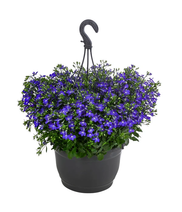 Männertreu, Ampel 3 Männertreu, Ampel