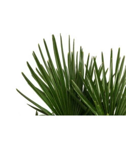 Hanfpalme, Multistamm 7 Hanfpalme, Multistamm -Gartenbedarfsgeschäft 8607855 WE DE 001 HanfpalmeTrachycarpusFortuneiT36