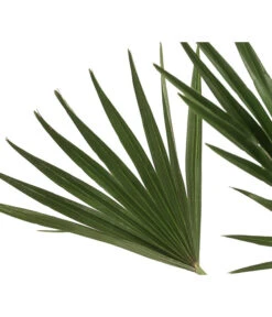 Zwergpalme 'Vulcano' -Gartenbedarfsgeschäft 8607905 WE DE 002 ChamaeropsVulcanoT18