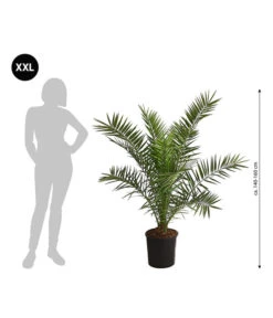 XXL Kanarische Dattelpalme, Ca. 140-160 Cm -Gartenbedarfsgeschäft 8608721 WE BG 001 XXLKanarischeDattelpalme140160cm