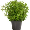 Bio Oregano -Gartenbedarfsgeschäft 8610123 WE FS 001 OriganumVulgareOreganumT14DehnerExpressHerzig