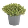 Dehner Gourmet Garten Silberthymian -Gartenbedarfsgeschäft 8610586 WE FS 001 GourmetGartenSilberthymianT14