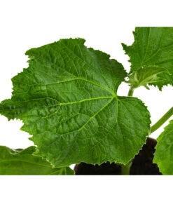 Bio Schlangengurke Im Pottburri®-Topf 7 Bio Schlangengurke Im Pottburri®-Topf -Gartenbedarfsgeschäft 8611287 WE DE 001 BioPBSchlangengurke