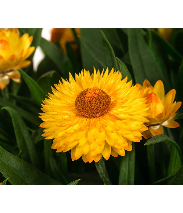 Strohblume, Gelb 4 Strohblume, Gelb – Bild 2