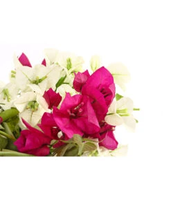 Drillingsblumen-Duo, Spalier -Gartenbedarfsgeschäft 8618258 PR DE 001 BougainvilleaTwinSpalier19DehnerExpressHerzig