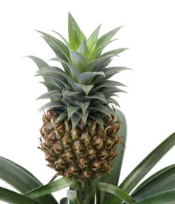 Ananaspflanze - Ananas Comosus, In Keramik -Gartenbedarfsgeschäft 8627978 WE DE 001 AnanaspflanzeInKeramik