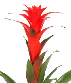 Guzmanie - Guzmania Calypso, In Keramik -Gartenbedarfsgeschäft 8628018 WE DE 001 GuzmaniaCalypsoInKeramik