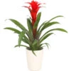 Guzmanie - Guzmania Calypso, In Keramik -Gartenbedarfsgeschäft 8628018 WE FS 001 GuzmaniaCalypsoInKeramikT13