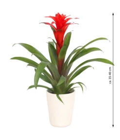 Guzmanie - Guzmania Calypso, In Keramik -Gartenbedarfsgeschäft 8628018 WE FS 003 GuzmaniaCalypsoInKeramik