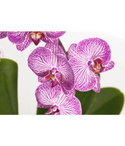 Schmetterlingsorchidee - Phalaenopsis Cultivaris 'Cascade', Verschiedene Sorten -Gartenbedarfsgeschäft 8634685 PR DE 001 SchmetterlingsorchideePhalaenopsisCascade1TrieberT12DehnerExpressZS