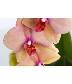 Schmetterlingsorchidee - Phalaenopsis Cultivaris 'Cascade', Verschiedene Sorten -Gartenbedarfsgeschäft 8634685 PR DE 003 SchmetterlingsorchideePhalaenopsisCascade1TrieberT12DehnerExpressZS