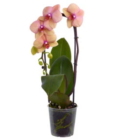 Schmetterlingsorchidee - Phalaenopsis Cultivaris 'Cascade', Verschiedene Sorten -Gartenbedarfsgeschäft 8634685 PR FS 003 SchmetterlingsorchideePhalaenopsisCascade1TrieberT12DehnerExpressZS