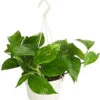 Efeutute - Epipremnum Aureum 'Torro', Ampel -Gartenbedarfsgeschäft 8660045 WE FS 001 EpipremnumAureumAmpelScindapsusT15DehnerExpressHerzig
