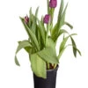 Tulpen 'Purple Flag' -Gartenbedarfsgeschäft 8660102 PR FS 001 TulpenTulpiaNegritaT14DehnerExpressZS