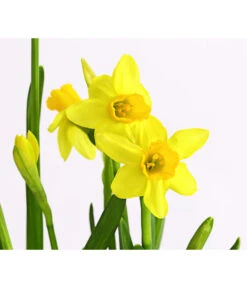 Narzissen Tête à Tête' In Zinkschale, Ca. Ø29 Cm -Gartenbedarfsgeschäft 8663122 WE DE 007 NarzissenTAT9