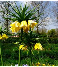 Kaiserkrone -Gartenbedarfsgeschäft 8664676 WE MO 001 KaiserkroneGelbPixabay