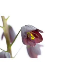 Persische Kaiserkrone -Gartenbedarfsgeschäft 8664708 PR DE 001 KaiserkroneFritillariaPersicaT19DehnerExpressZS