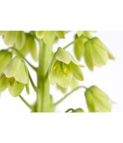 Persische Kaiserkrone -Gartenbedarfsgeschäft 8664708 PR DE 002 KaiserkroneFritillariaPersicaT19DehnerExpressZS