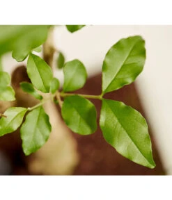 Bonsai Mit Buddha, Verschiedene Sorten -Gartenbedarfsgeschäft 8686644 PR DE 001 BonsaiMixMitSchaleUndBuddha15erSchaleDehnerExpressZS