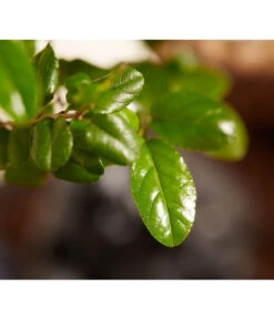 Bonsai Mit Buddha, Verschiedene Sorten -Gartenbedarfsgeschäft 8686644 PR DE 002 BonsaiMixMitSchaleUndBuddha15erSchaleDehnerExpressZS