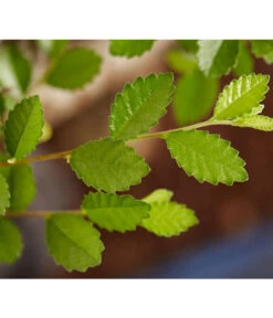 Bonsai Mit Buddha, Verschiedene Sorten -Gartenbedarfsgeschäft 8686644 PR DE 003 BonsaiMixMitSchaleUndBuddha15erSchaleDehnerExpressZS