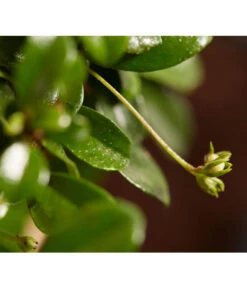 Bonsai Mit Buddha, Verschiedene Sorten -Gartenbedarfsgeschäft 8686644 PR DE 004 BonsaiMixMitSchaleUndBuddha15erSchaleDehnerExpressZS