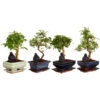 Bonsai Mit Buddha, Verschiedene Sorten -Gartenbedarfsgeschäft 8686644 PR FS 001 BonsaiMix