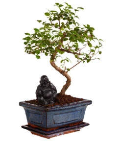 Bonsai Mit Buddha, Verschiedene Sorten -Gartenbedarfsgeschäft 8686644 PR FS 002 BonsaiMixMitSchaleUndBuddha15erSchaleDehnerExpressZS