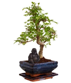 Bonsai Mit Buddha, Verschiedene Sorten -Gartenbedarfsgeschäft 8686644 PR FS 003 BonsaiMixMitSchaleUndBuddha15erSchaleDehnerExpressZS