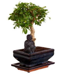 Bonsai Mit Buddha, Verschiedene Sorten -Gartenbedarfsgeschäft 8686644 PR FS 004 BonsaiMixMitSchaleUndBuddha15erSchaleDehnerExpressZS
