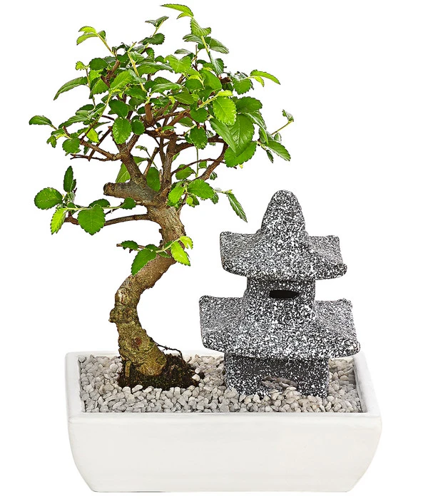 Bonsai Mit Buddha/Pagode, Verschiedene Sorten 3 Bonsai Mit Buddha/Pagode, Verschiedene Sorten