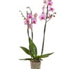 Schmetterlingsorchidee - Phalaenopsis Cultivars -Gartenbedarfsgeschäft 8687071 PR FS 001 Phalaenopsis3TrieberRosaSchmetterlingsorchideeT15Sauer