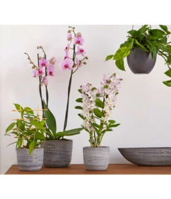 Efeutute - Epipremnum Aureum 'Torro', Ampel 8 Efeutute - Epipremnum Aureum 'Torro', Ampel -Gartenbedarfsgeschäft 8687071 PR MO 002 8687063 8250045 8660045 DendrobiumUveSauer