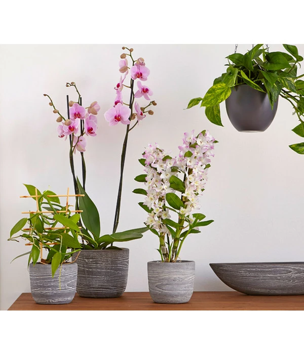 Efeutute - Epipremnum Aureum 'Torro', Ampel 5 Efeutute - Epipremnum Aureum 'Torro', Ampel – Bild 3