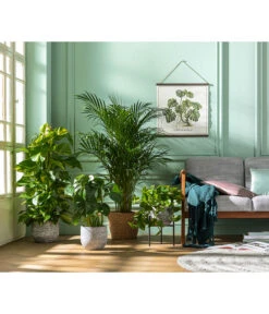 Efeutute - Epipremnum Aureum Am Moosstab -Gartenbedarfsgeschäft 8704702 WE MO 001 DypsisLutescens