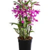 Traubenorchidee - Dendrobium 'Rainbow Dance' -Gartenbedarfsgeschäft 8712960 WE FS 001 DendrobiumRainbowDanceT12