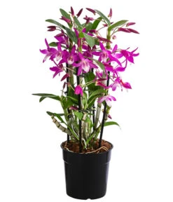 Traubenorchidee - Dendrobium 'Rainbow Dance'