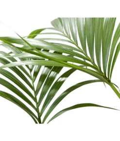 Kentiapalme - Howea Forsteriana -Gartenbedarfsgeschäft 8718660 BildD 001 KentiapalmeHoweaForsteriana