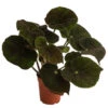 Blattbegonie - Begonia Masoniana 'River' -Gartenbedarfsgeschäft 8720534 WE FS BegoniaMasonianaT15