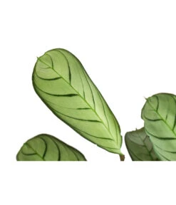 Korbmarante - Ctenanthe Burle-marxii -Gartenbedarfsgeschäft 8720930 PR DE 001 CtenantheAmagrisT12 DehnerExpressHerzig