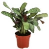 Korbmarante - Ctenanthe Burle-marxii -Gartenbedarfsgeschäft 8720930 PR FS 001 CtenantheAmagrisT12 DehnerExpressHerzig